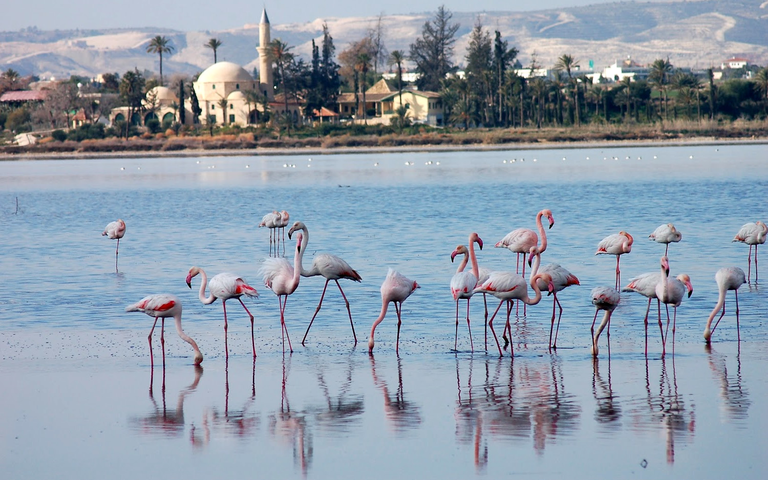 After first rainfall, flamingos are back to Larnaca’s wetlands!
